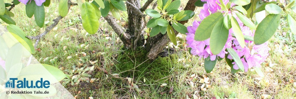 Rhododendron-vermehren3