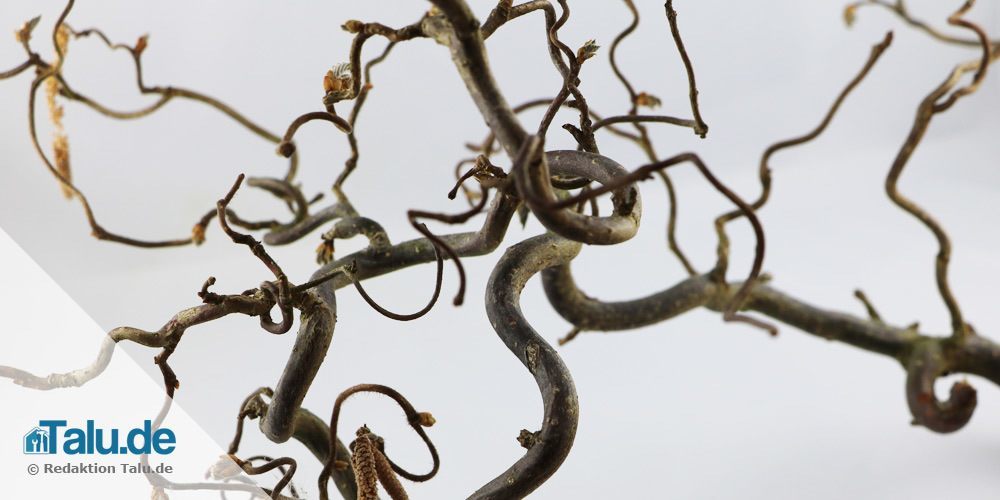 Baum gedicht hochzeit BAUM