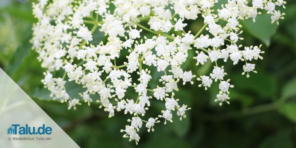 Holunderblüten in der Natur
