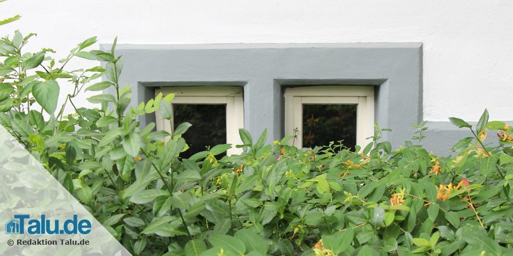 Kellerfenster von Gebüsch befreien