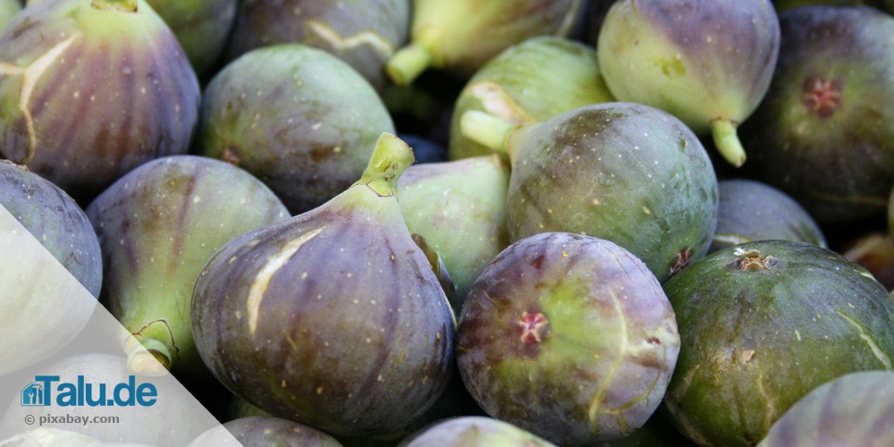 feigen-fruechte