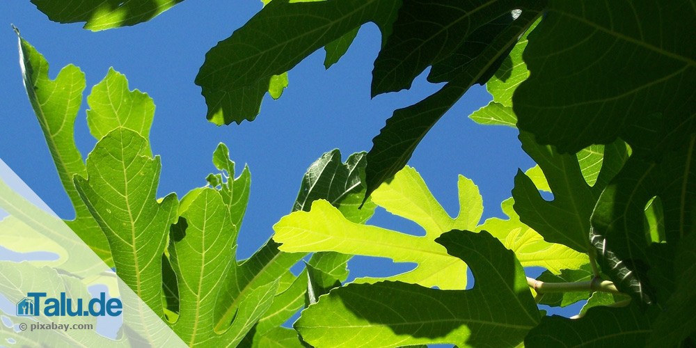 feigenbaum-standort