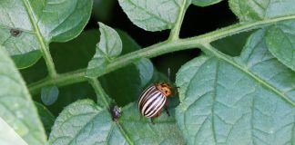 Leptinotarsa decemlineata