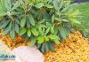 Rhododendron blüht nicht