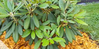 Rhododendron blüht nicht