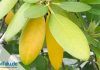 Rhododendron hat gelbe und braune Blätter