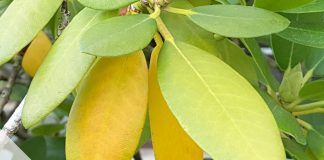 Rhododendron hat gelbe und braune Blätter
