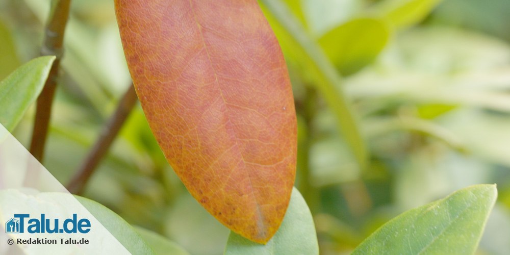 Braune Blätter am Rhododendron