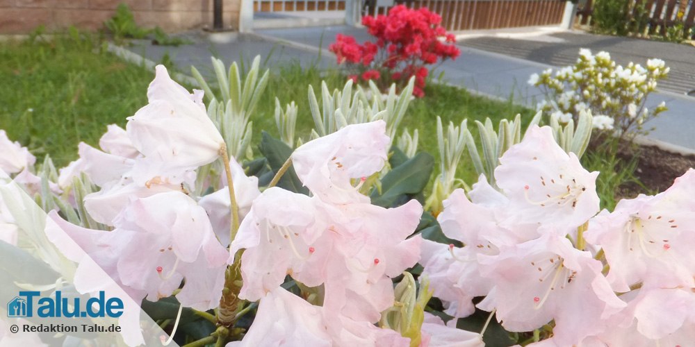 Rhododendron blht nicht - das hilft, wenn die Azalee nicht blht - Talu.de