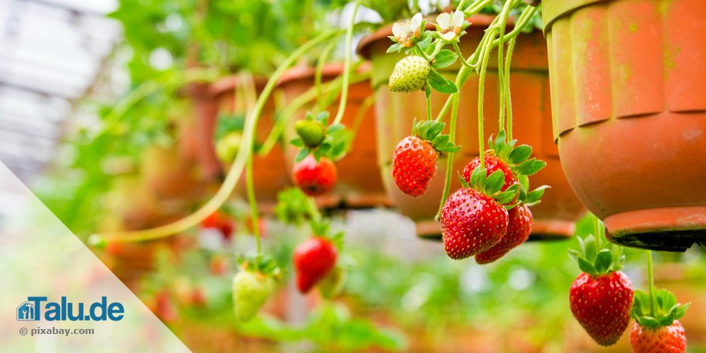 Hängende Erdbeeren
