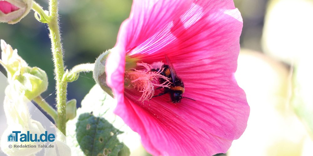 Hummel