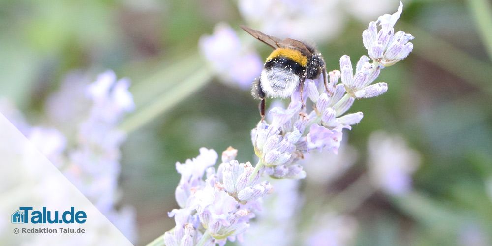 Hummel auf Lavendel