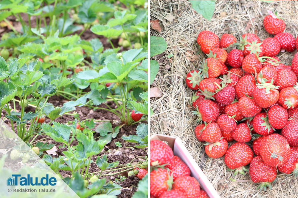 Mittel reifende Erdbeeren