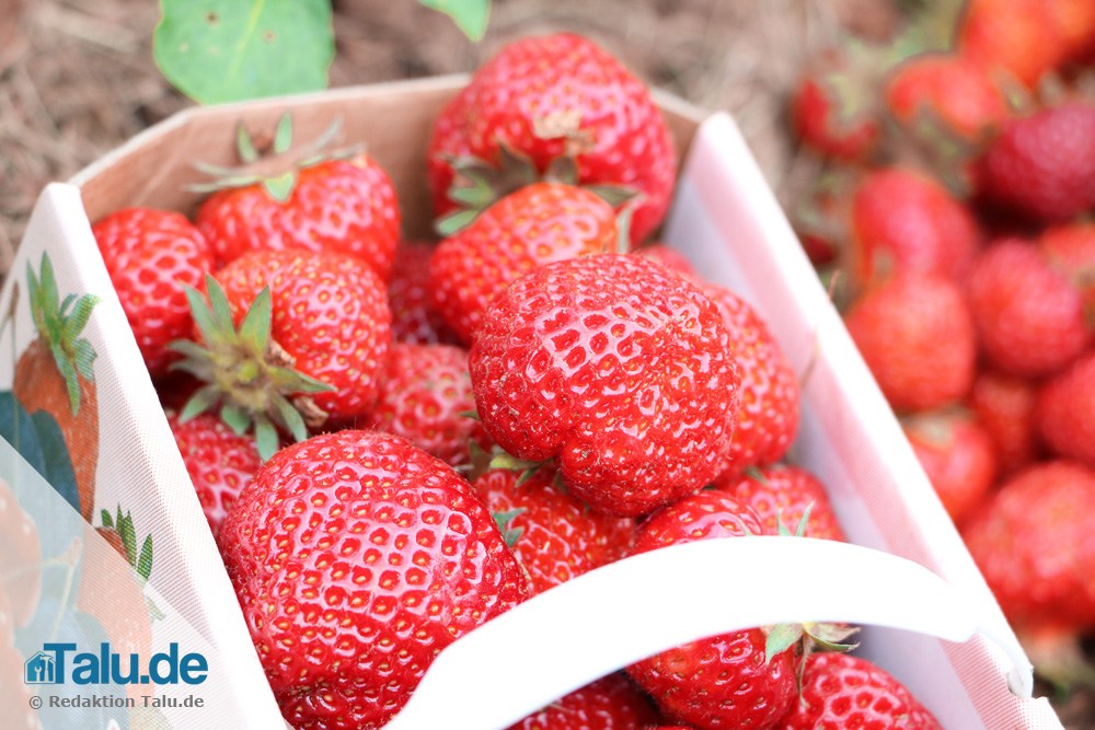 Wann erntet man Erdbeeren?