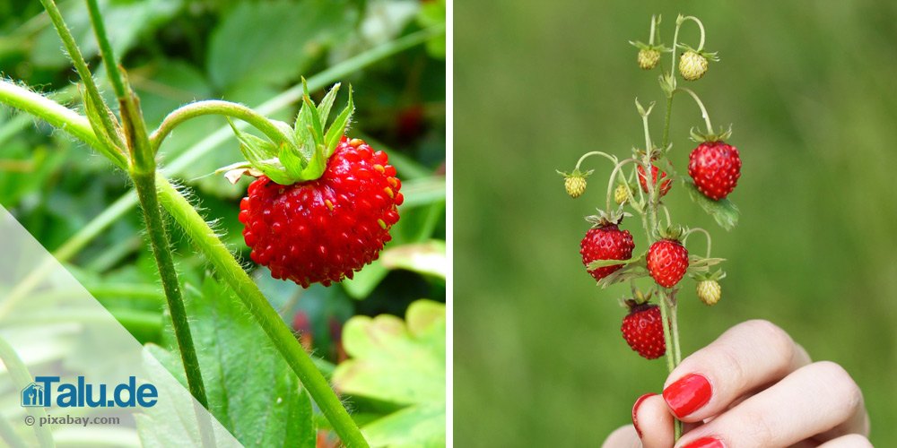 Wilde Erdbeeren