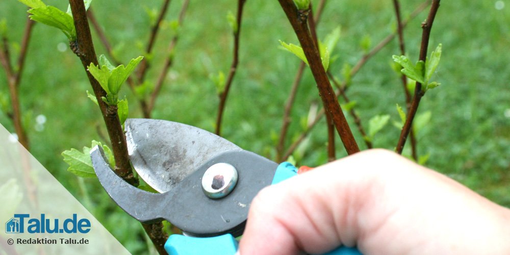 Stecklinge vom Haupttrieb abschneiden