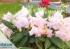 Rhododendron düngen