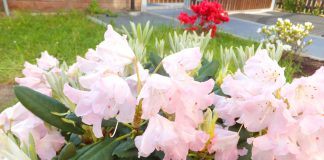 Rhododendron düngen