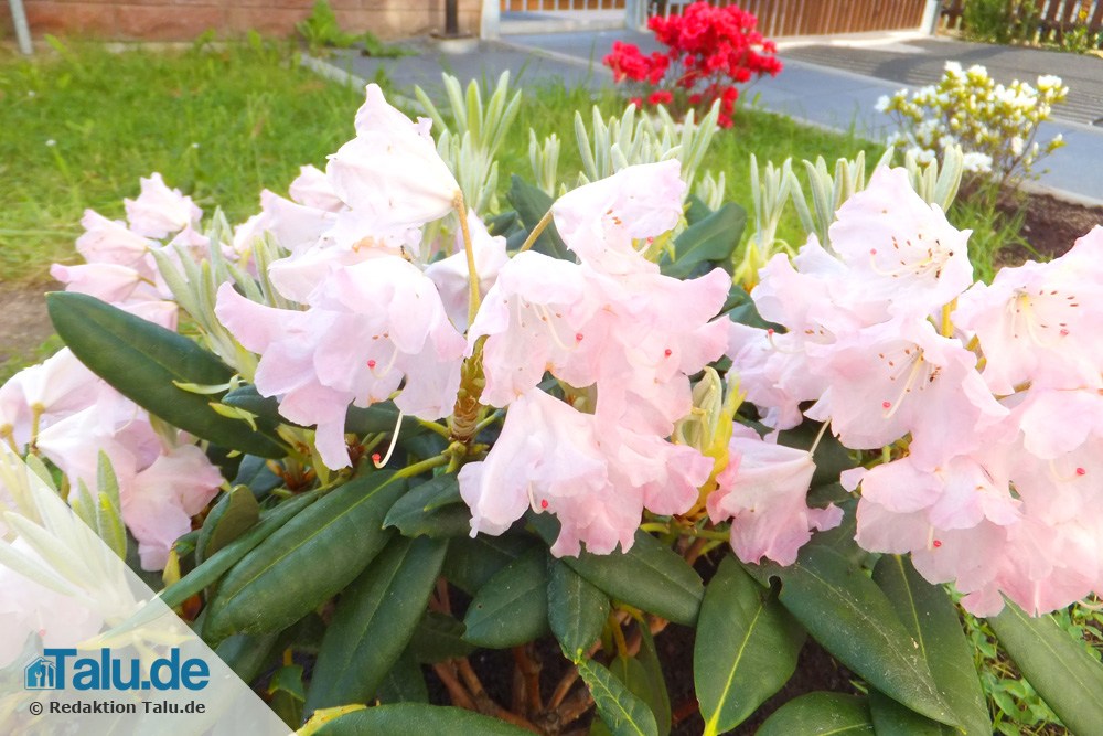 Rhododendron düngen