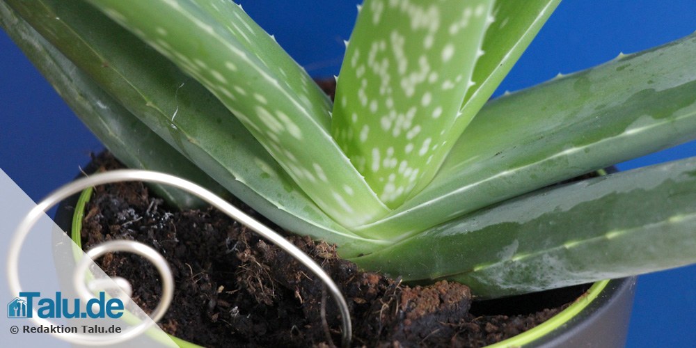 Aloe Vera