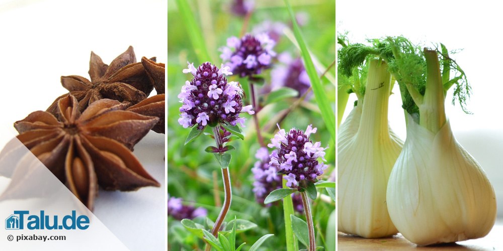 Anis, Thymian, Fenchel