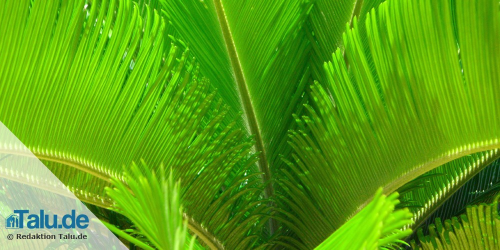 Palme als Zimmerpflanze