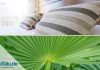 Pflanzen im Schlafzimmer