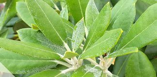 Rhododendron-Schädlinge