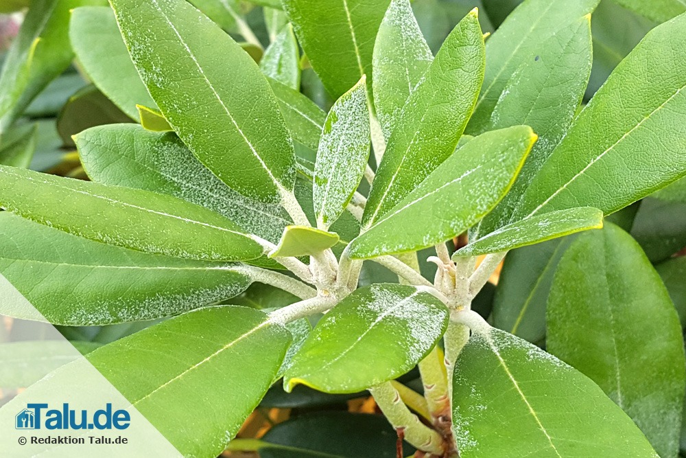 Rhododendron-Schädlinge