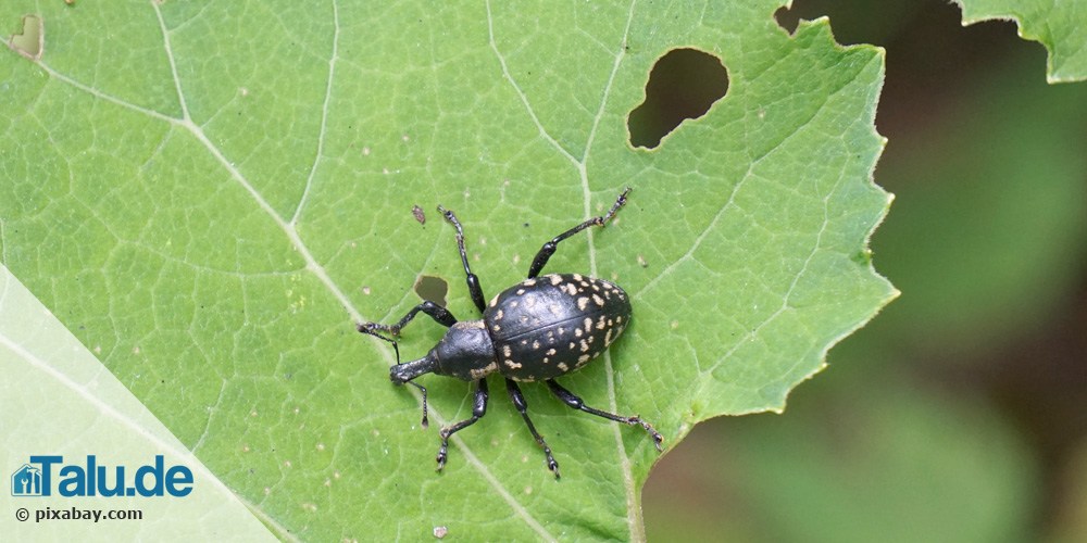 Rüsselkäfer