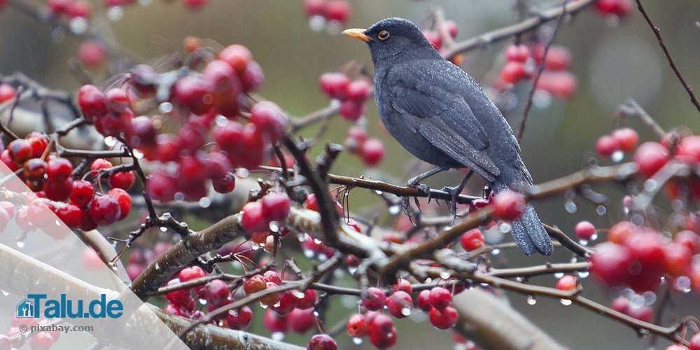 Amsel mit Beeren