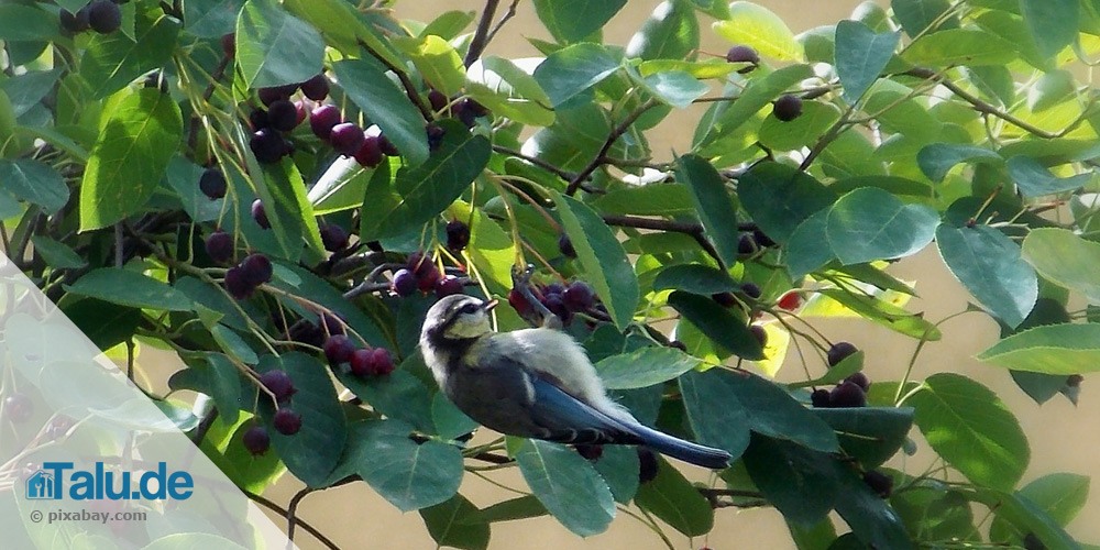 Blaumeise auf Felsenbirne