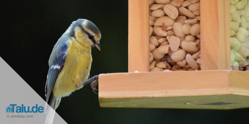 meisenfutter selber machen