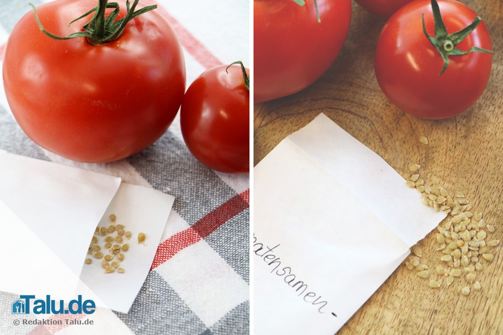 Tomatensamen gewinnen