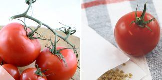 Tomatensamen gewinnen