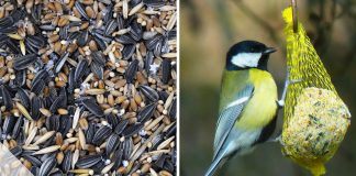 Vogelfutter selber machen