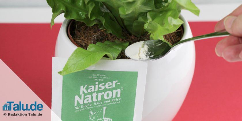 blumenerde fliegen mittel