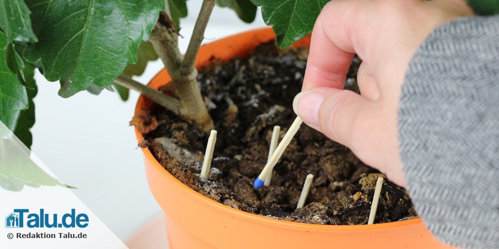 Kleine Fliegen In Der Blumenerde Schnell Loswerden Talu De