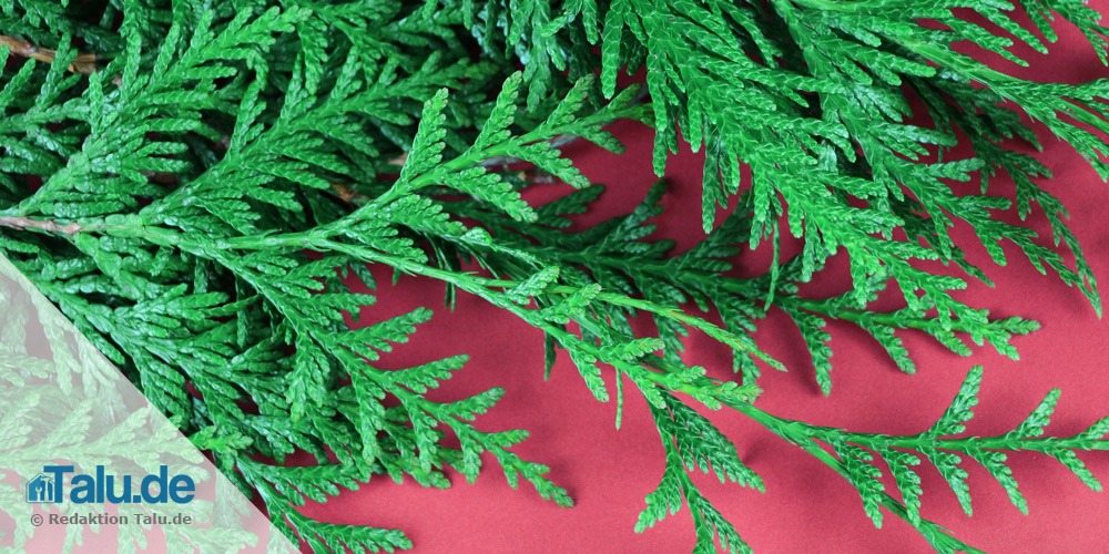 Thuja-Zweige