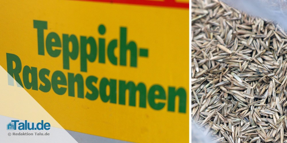 Rasensamen