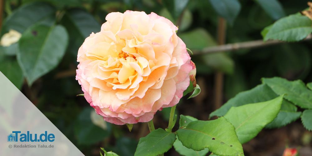 rose