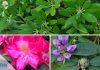 Rhododendron umpflanzen - die beste Zeit
