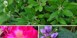 Rhododendron umpflanzen - die beste Zeit