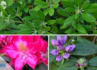 Rhododendron umpflanzen - die beste Zeit