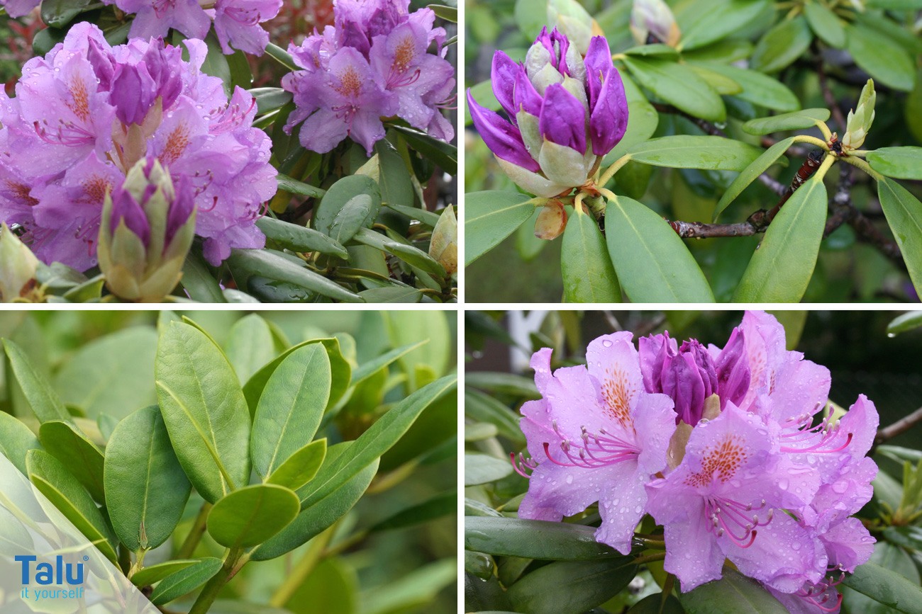 Rhododendron im Garten