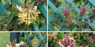 Lonicera-Heckenkirsche