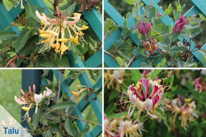 Lonicera-Heckenkirsche