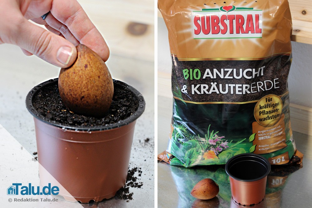 Avocadokern in Erde einpflanzen