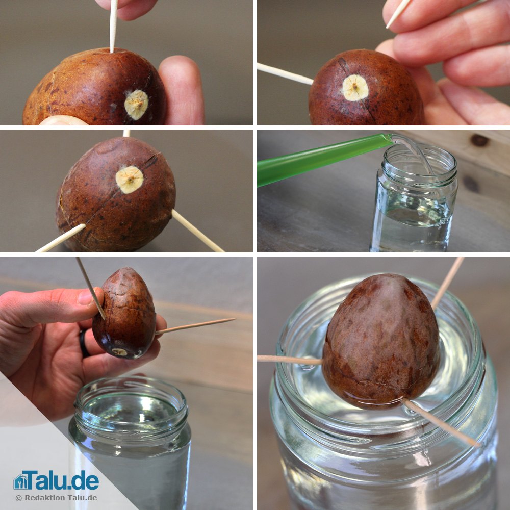 Avocadokern Wasserglas Methode