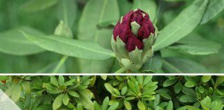 Rhododendren schöne alte Arten